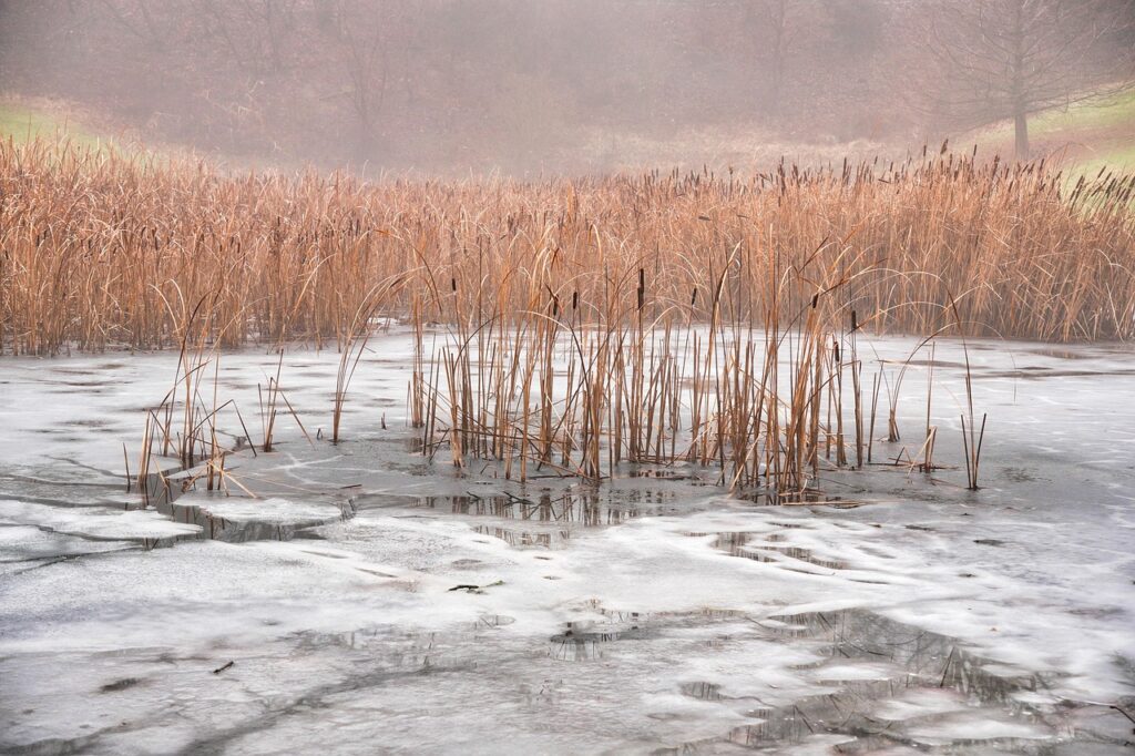 winter, pond, reeds, nature, ice, snow, nature, nature, nature, nature, nature